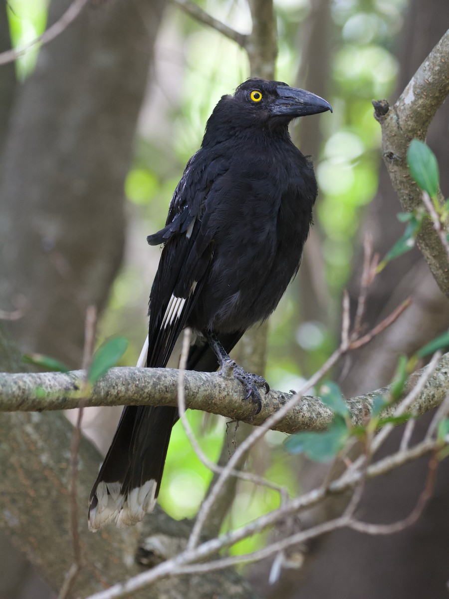 Pied Currawong - Jonathan Mills-Anderson