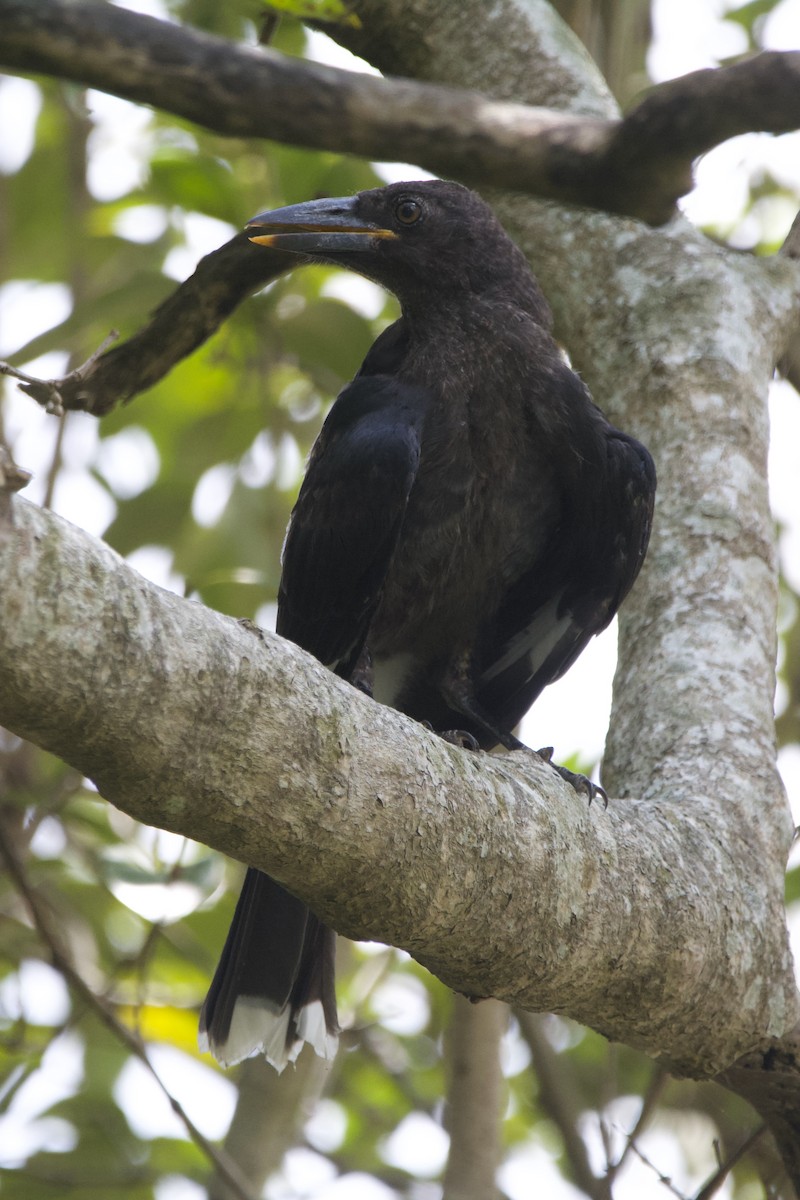 Pied Currawong - Jonathan Mills-Anderson