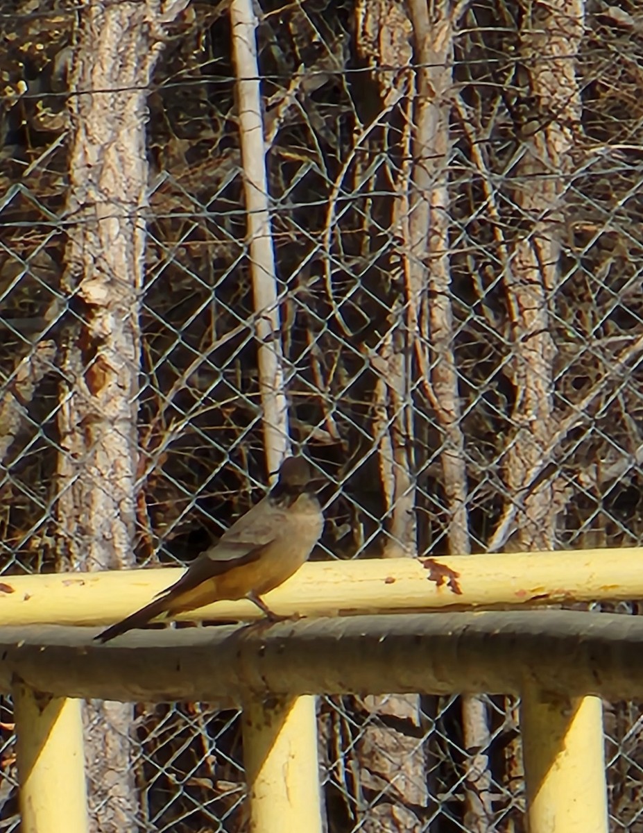 Say's Phoebe - ML516309881