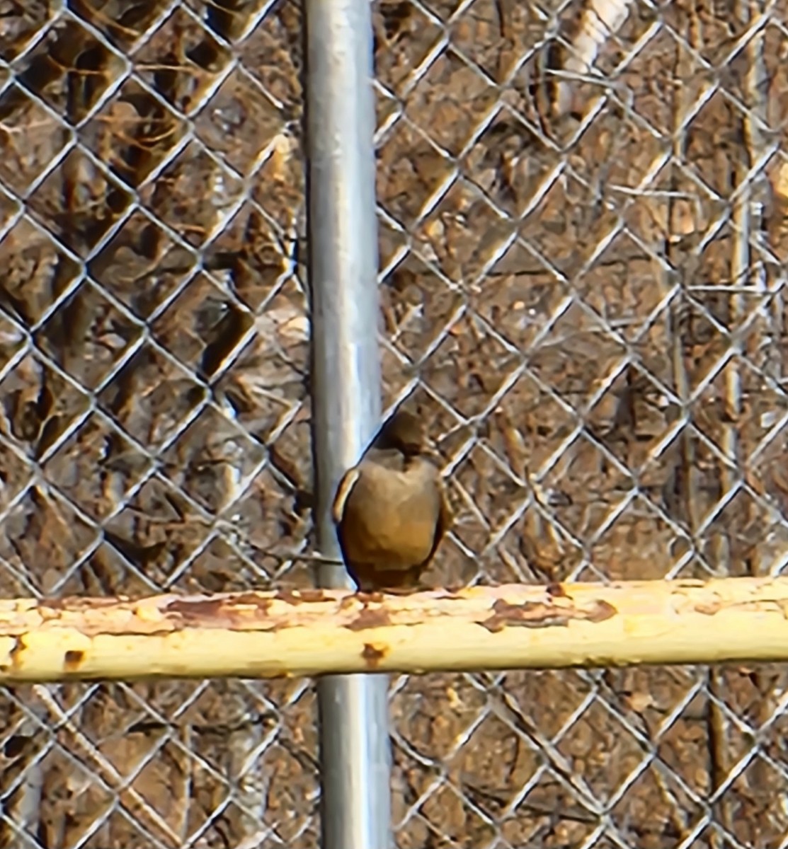 Say's Phoebe - ML516309891
