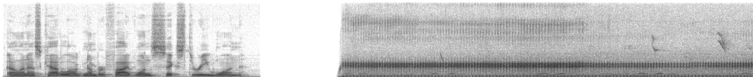 Doppelzahn-Bartvogel - ML51631