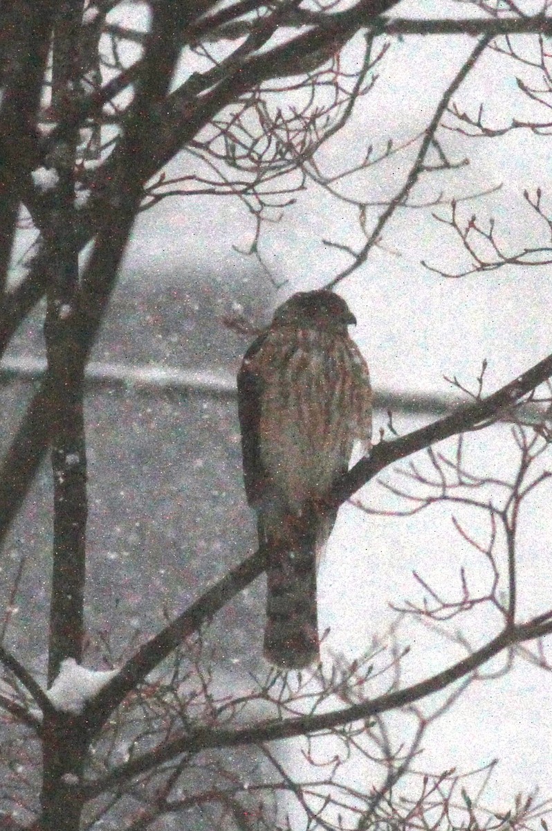 Cooper's Hawk - ML51631111