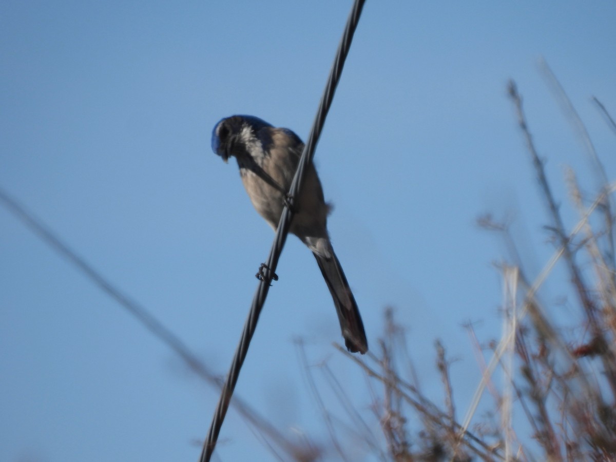 Geai buissonnier - ML516312421