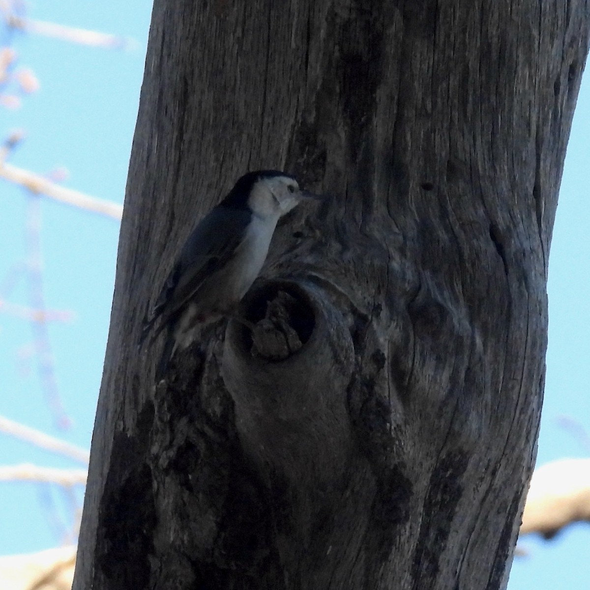 White-breasted Nuthatch - ML516312471