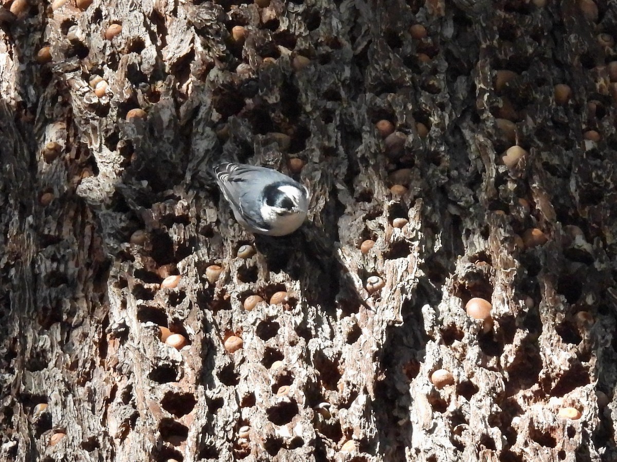 White-breasted Nuthatch - ML516312491