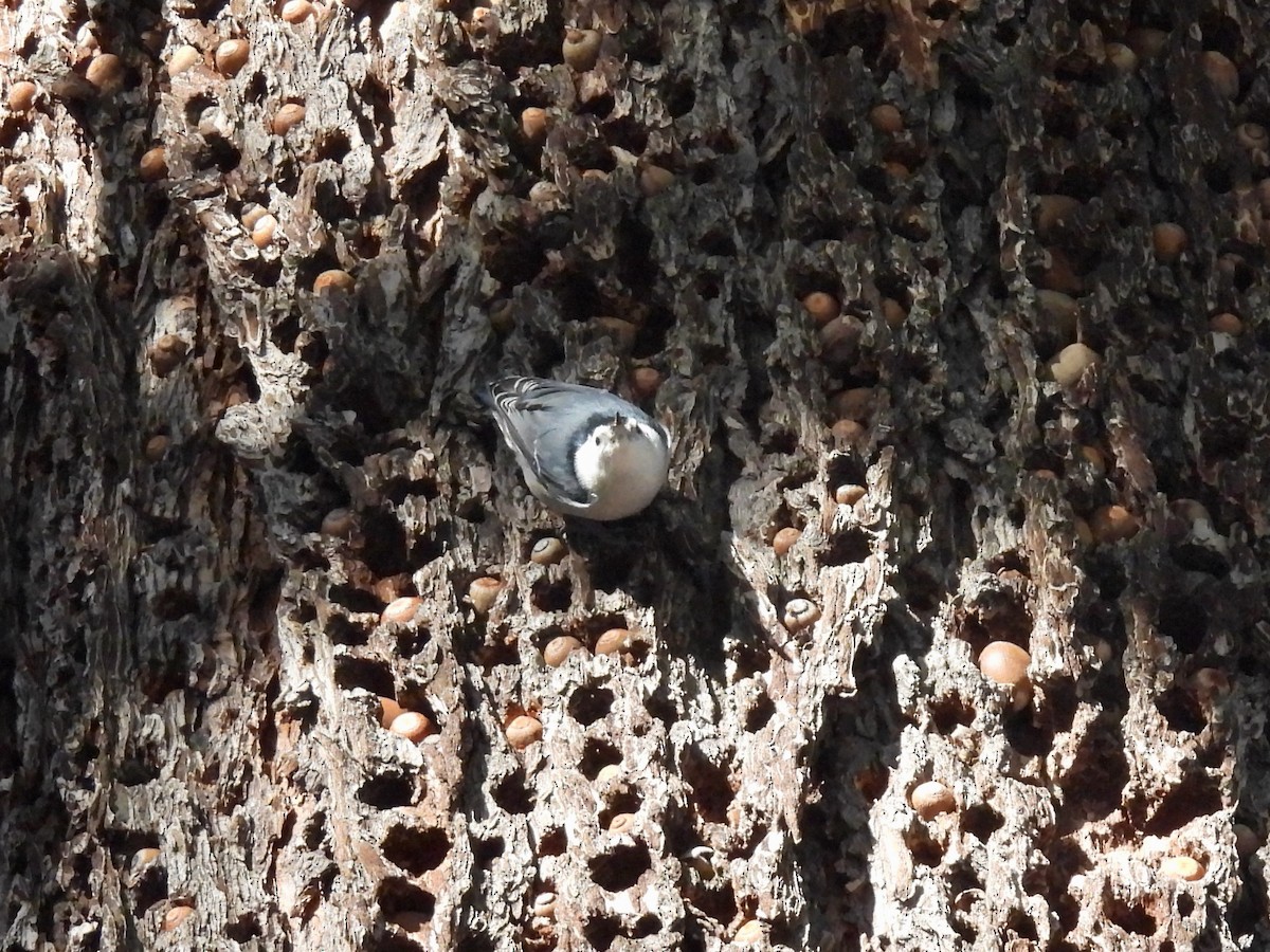 White-breasted Nuthatch - ML516312511