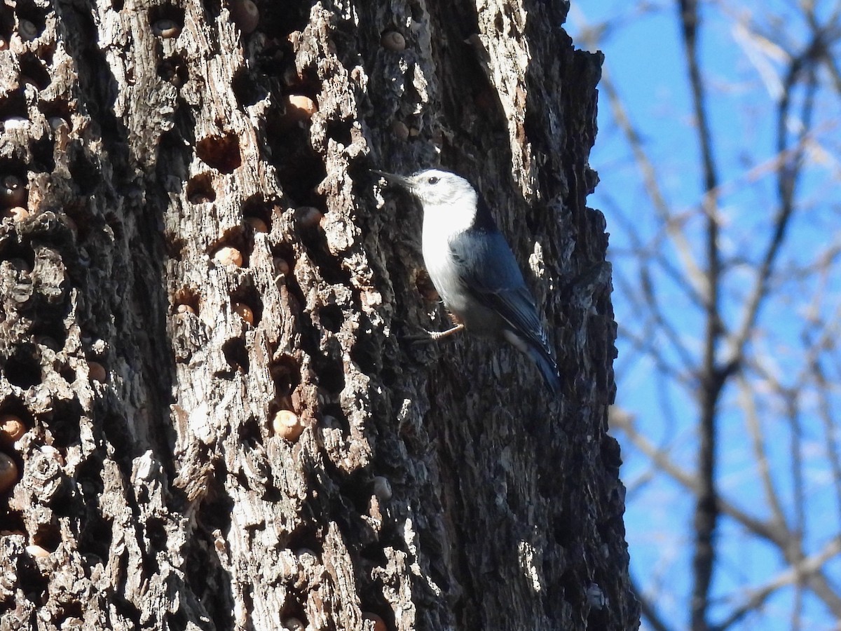White-breasted Nuthatch - ML516312561