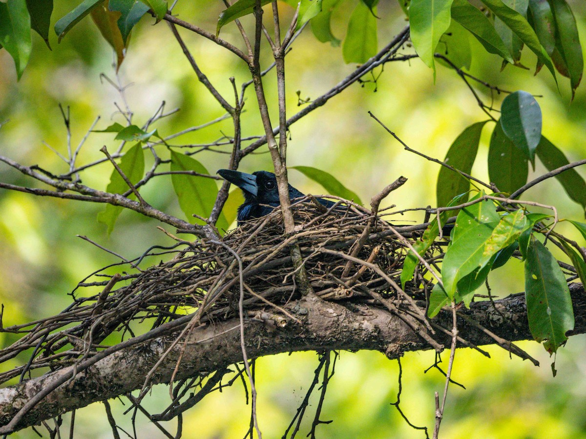 Black Butcherbird - ML516312741