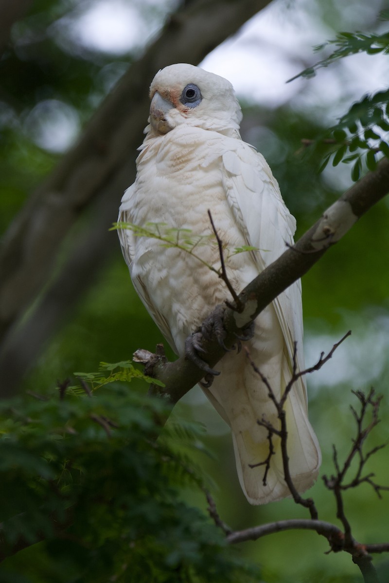 Cacatúa Sanguínea - ML516314511