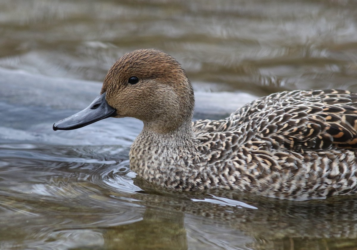 Northern Pintail - Shawn Billerman