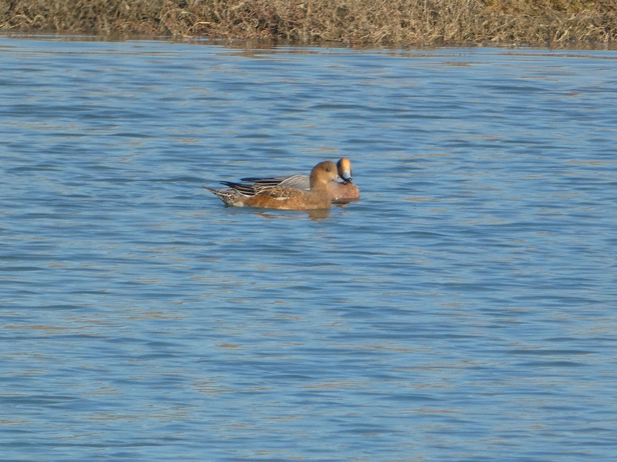 Eurasian Wigeon - ML516315371