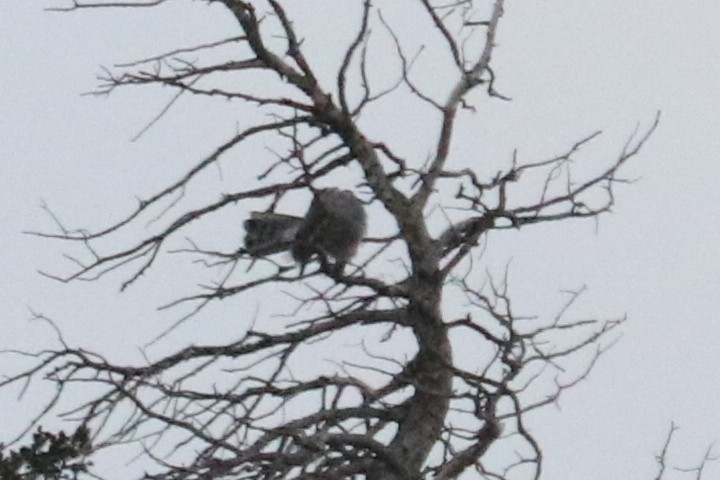 American Goshawk - ML516315801