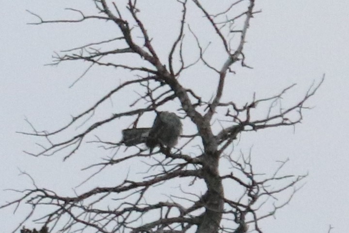 American Goshawk - ML516315861