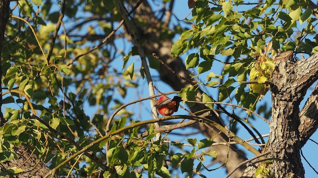 Vermilion Flycatcher - ML516317181