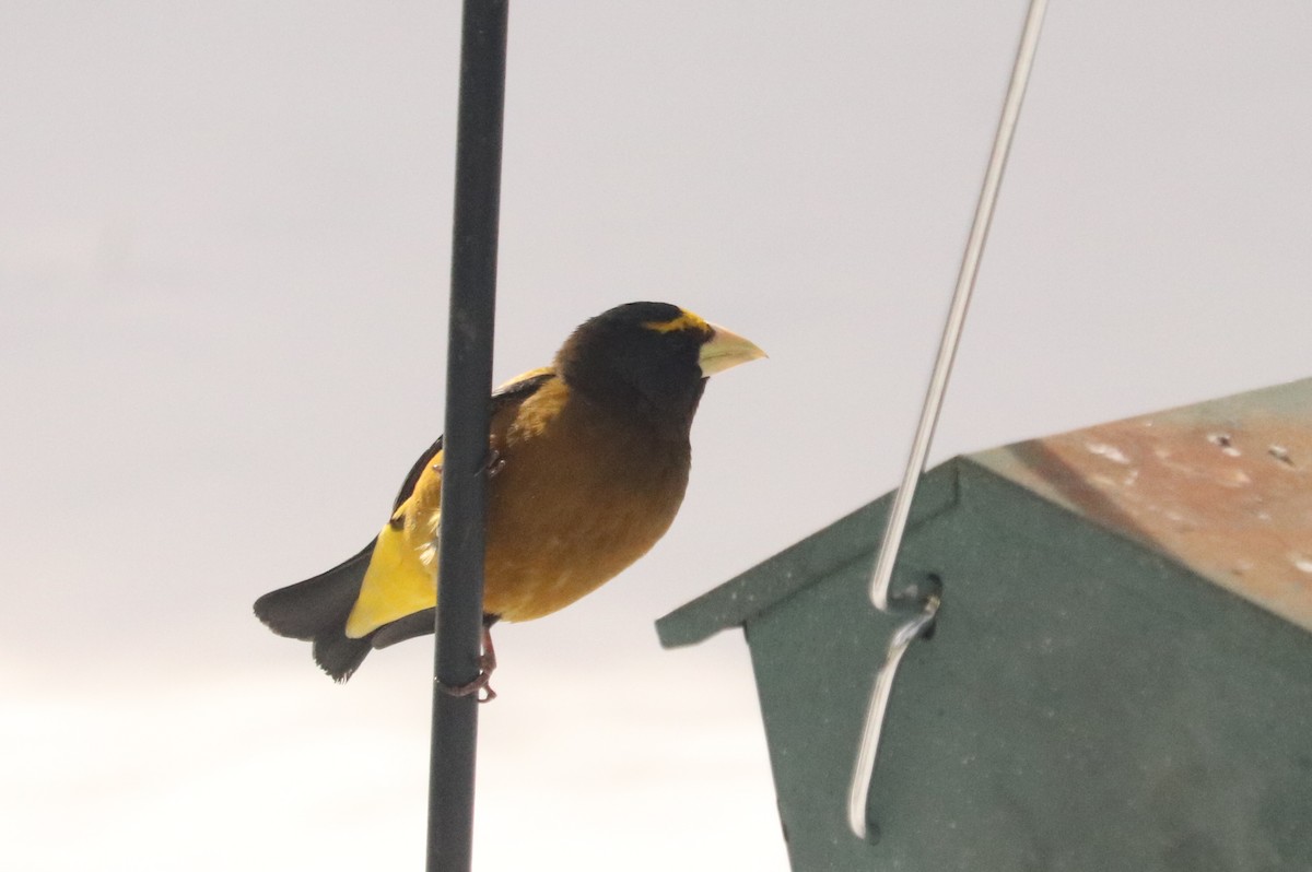 Evening Grosbeak - ML516319041