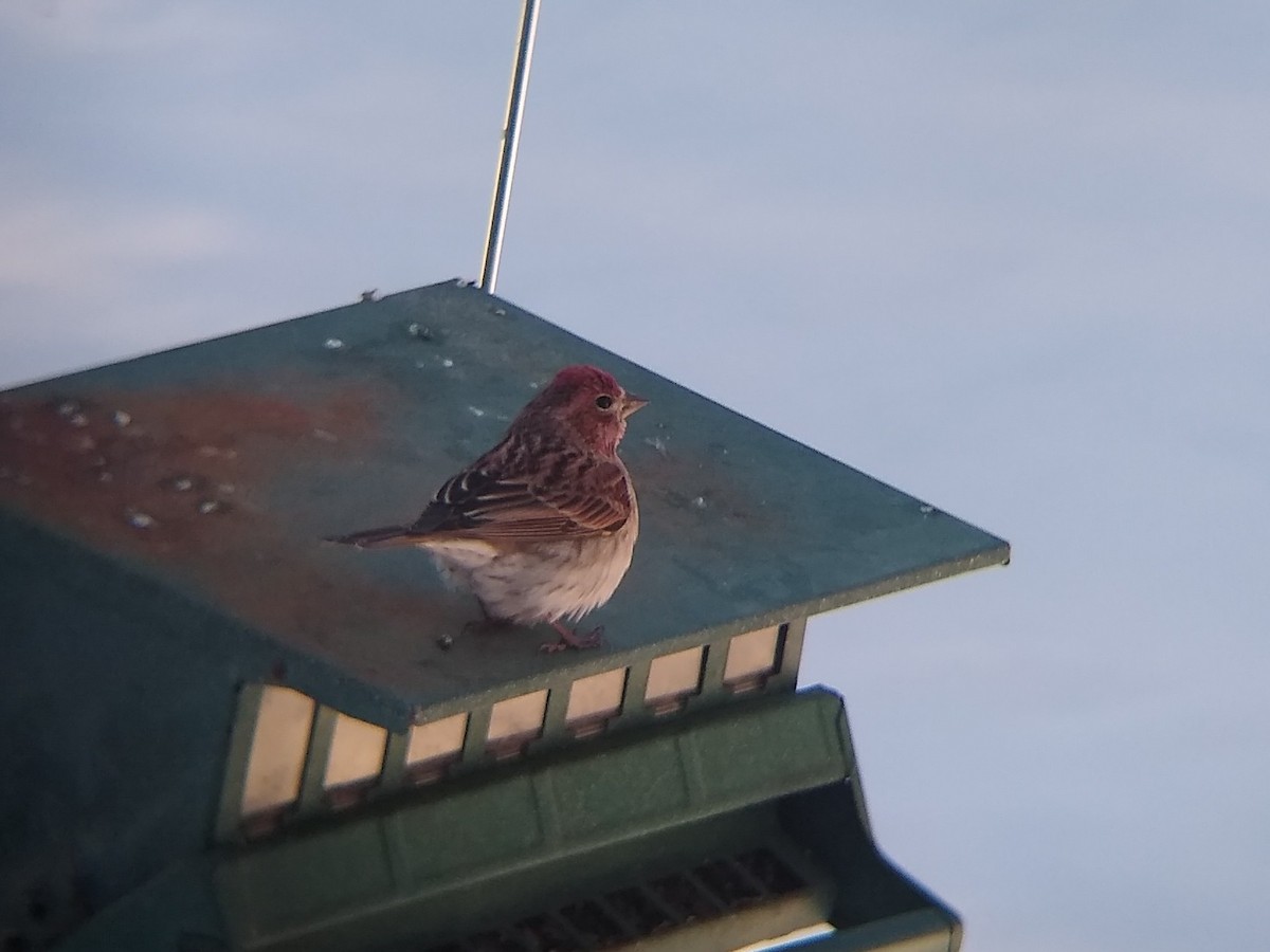 Cassin's Finch - ML516319191