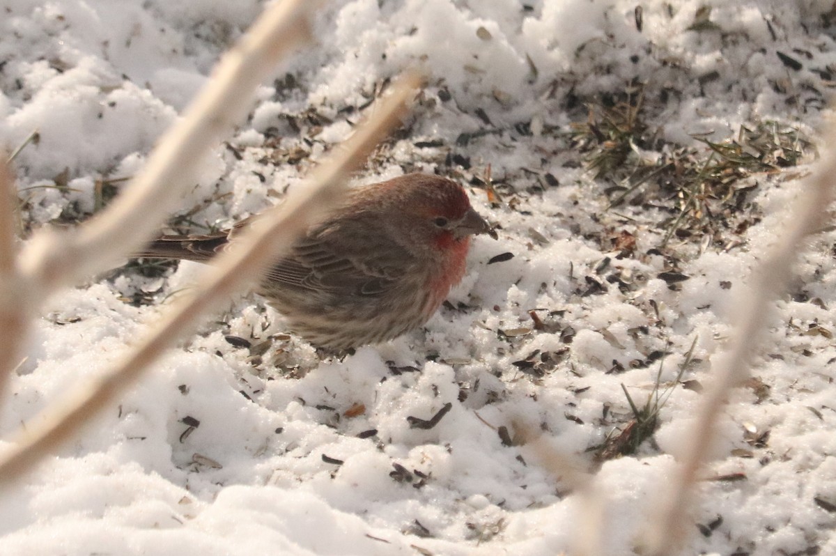 House Finch - ML516320131