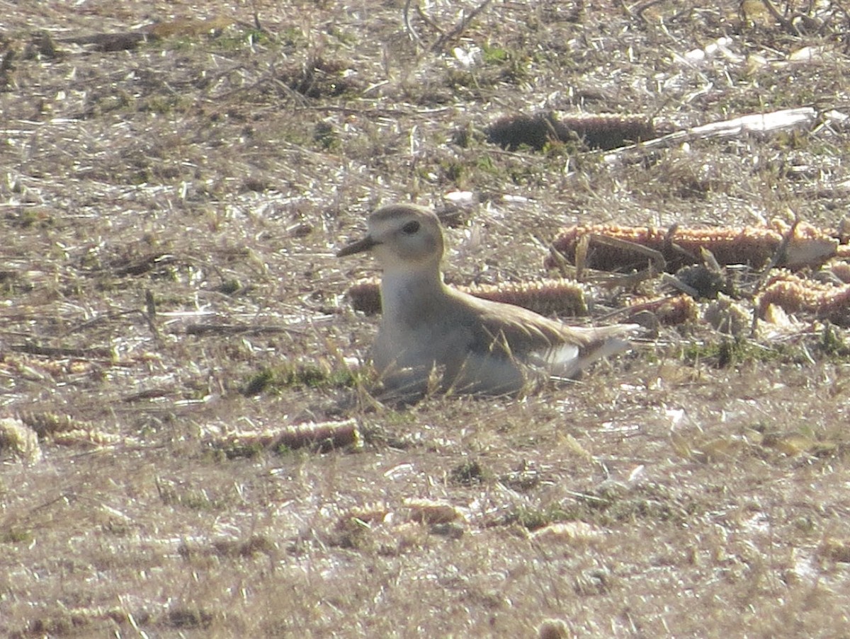 Mountain Plover - ML516320411