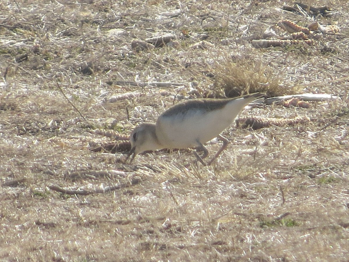 Mountain Plover - ML516320421