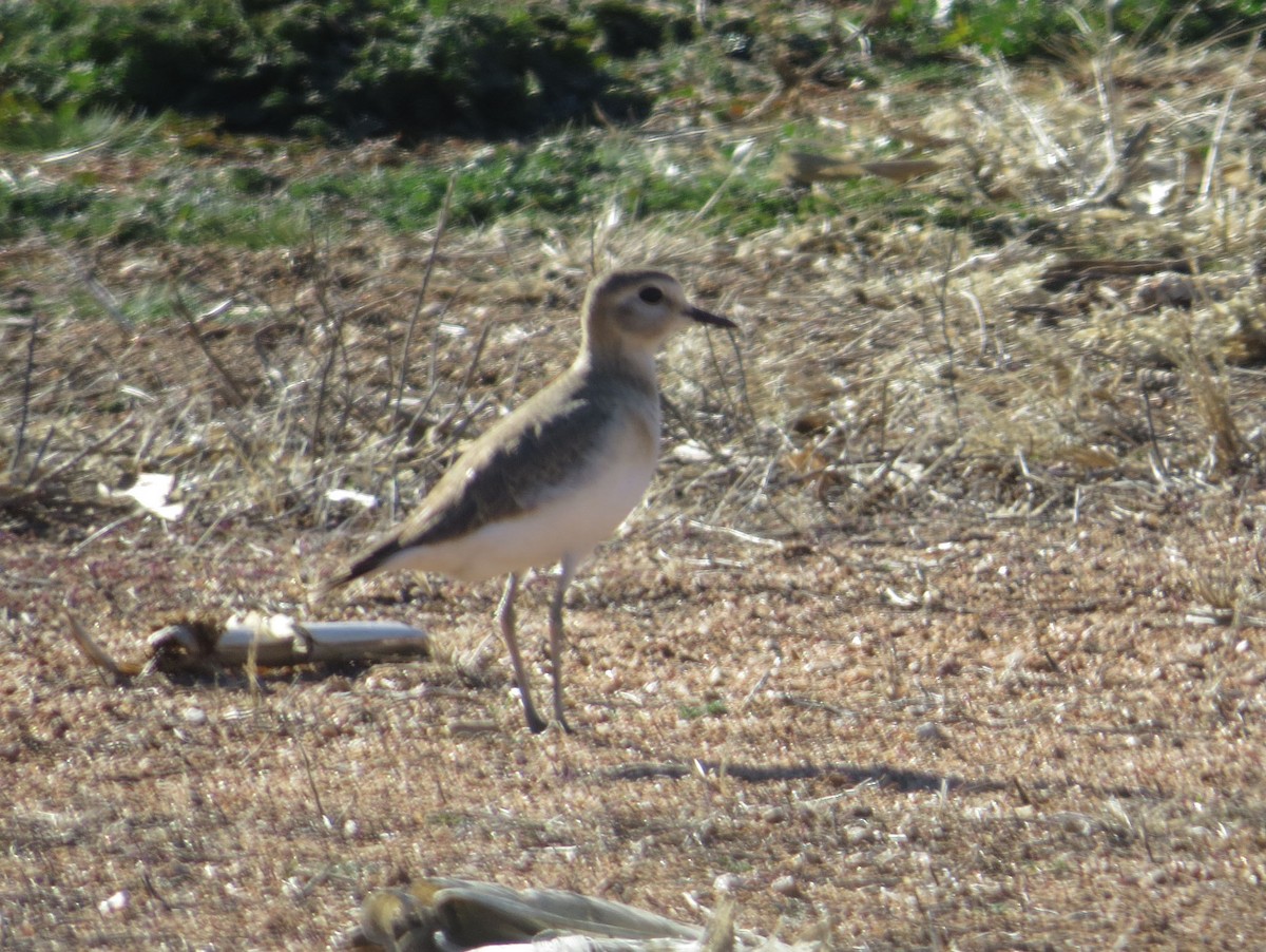 Mountain Plover - ML516320431