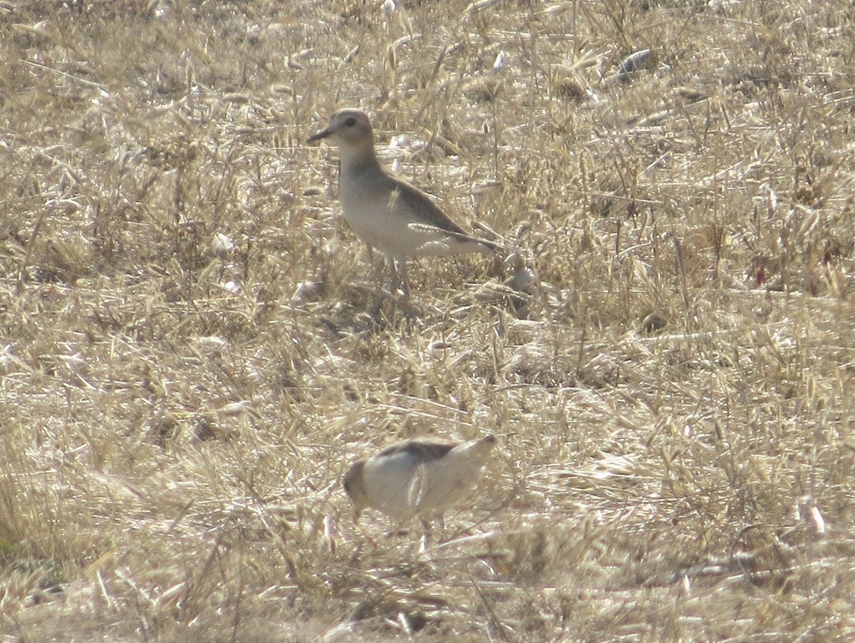 Mountain Plover - ML516320441