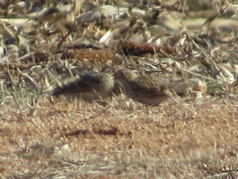 Thick-billed Longspur - ML516320491