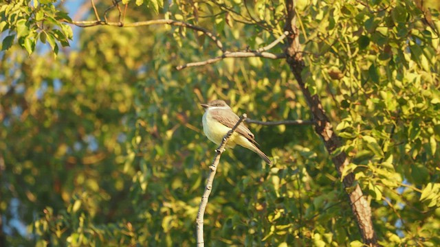 Tyran à bec épais - ML516321221