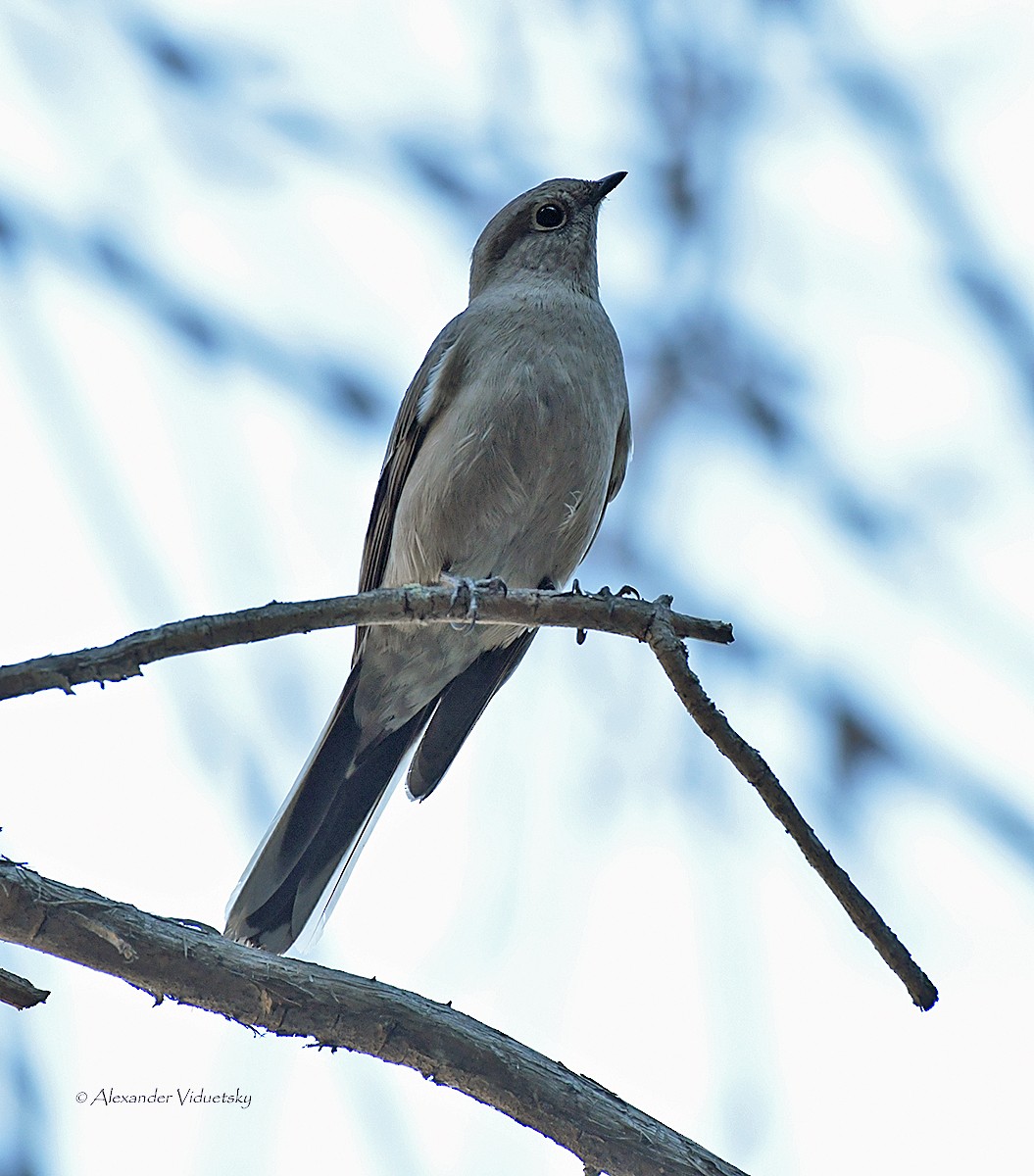 Townsend's Solitaire - Alexander Viduetsky