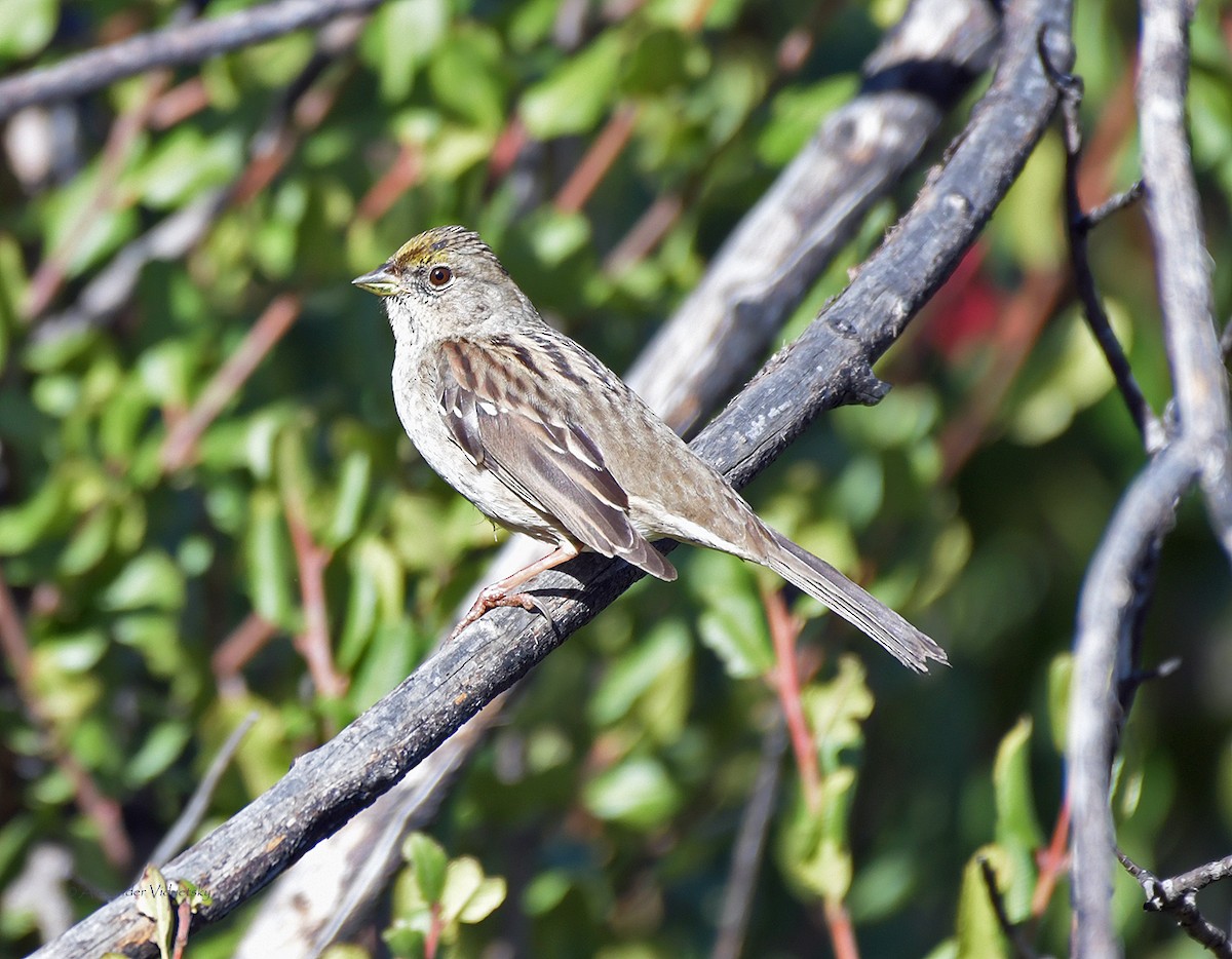 Golden-crowned Sparrow - ML516322091