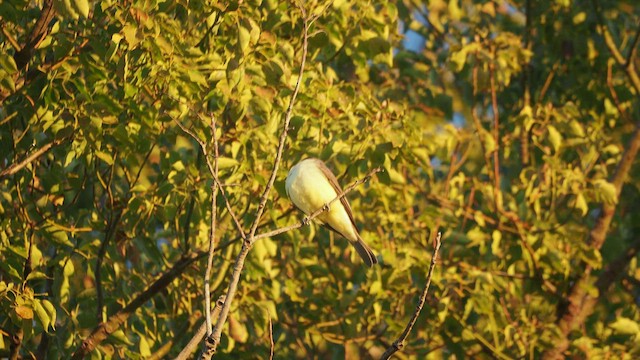 Thick-billed Kingbird - ML516323011