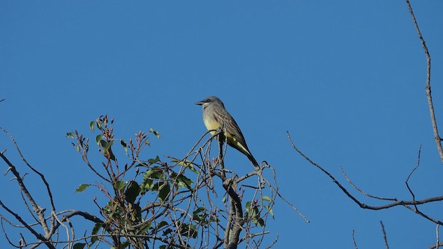 Cassin's Kingbird - ML516323281