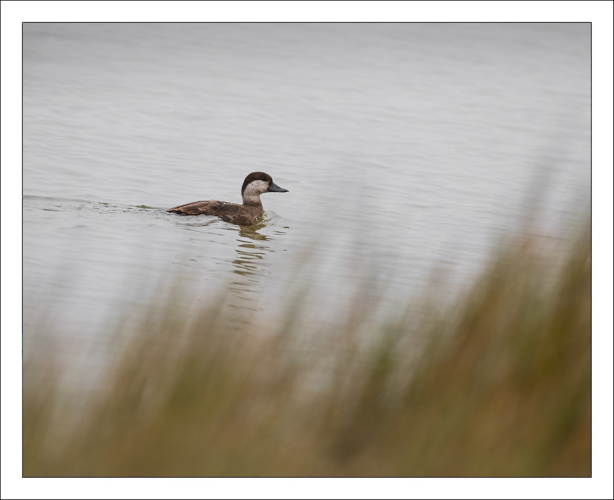 Black Scoter - ML516324221