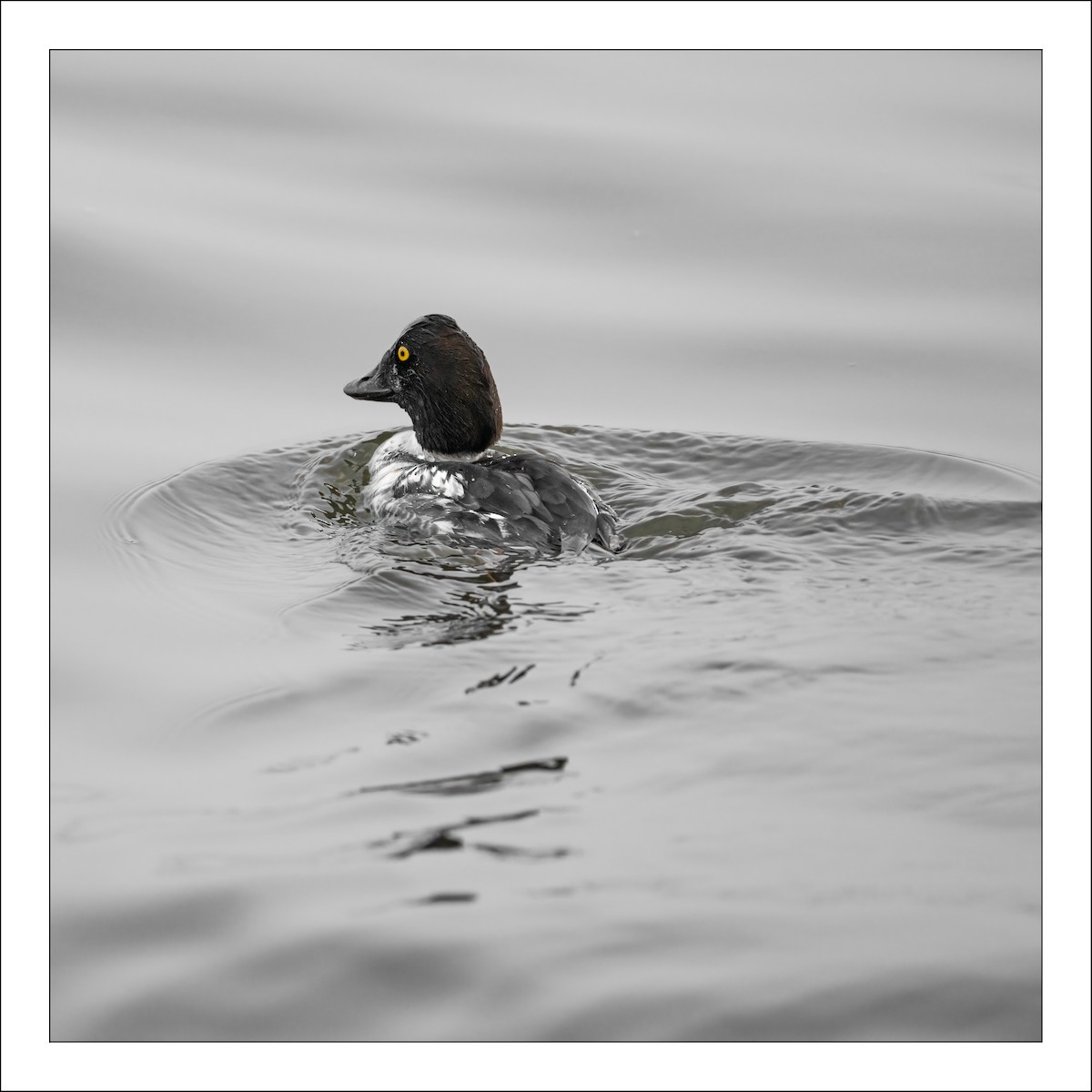 Common Goldeneye - Brent Eanes