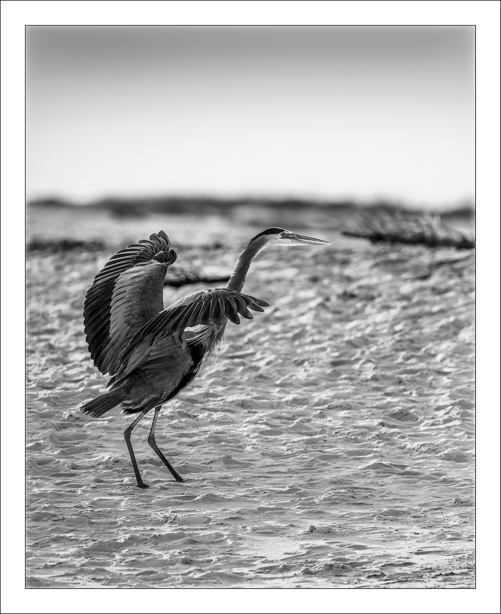 Great Blue Heron - ML516324381