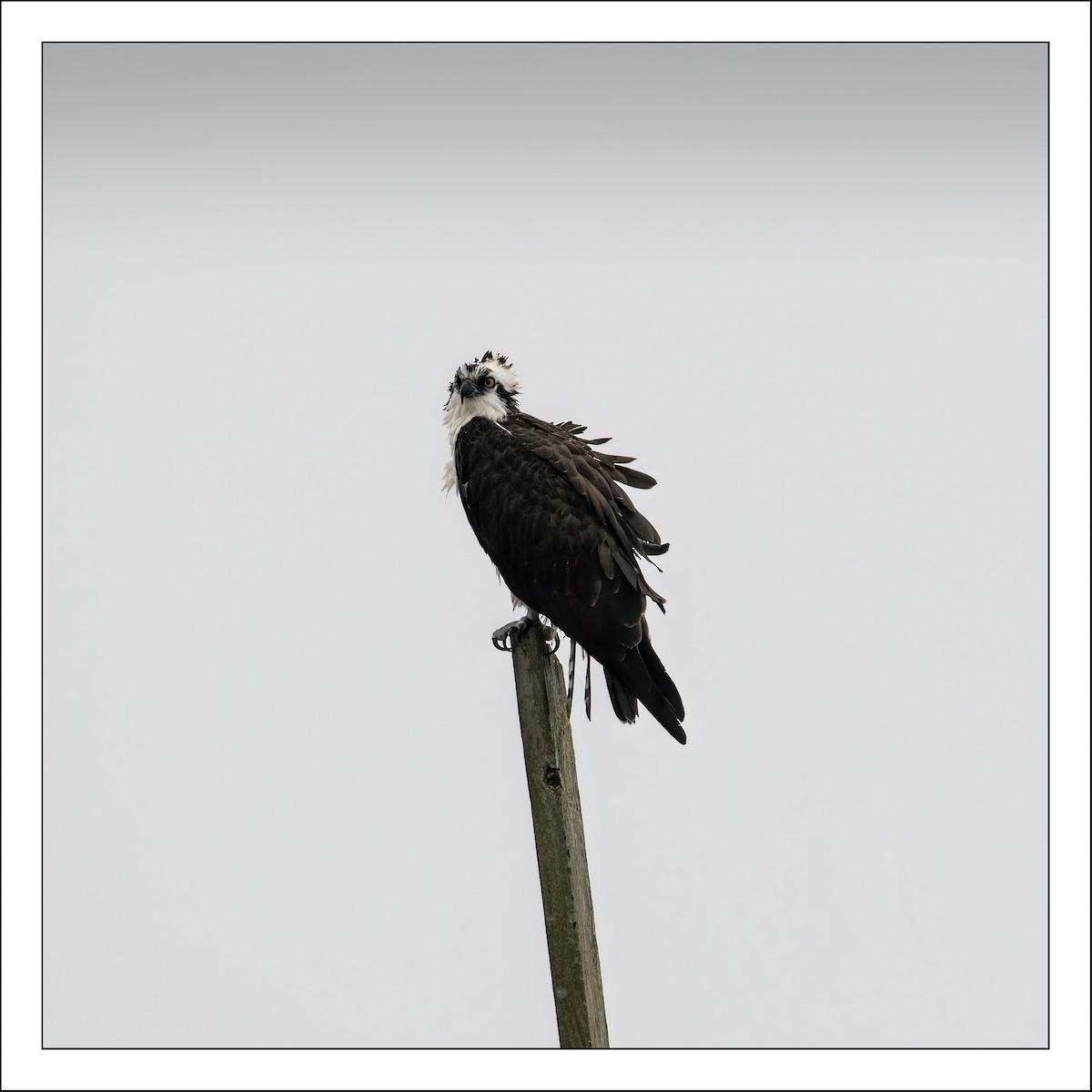 Osprey - ML516324461