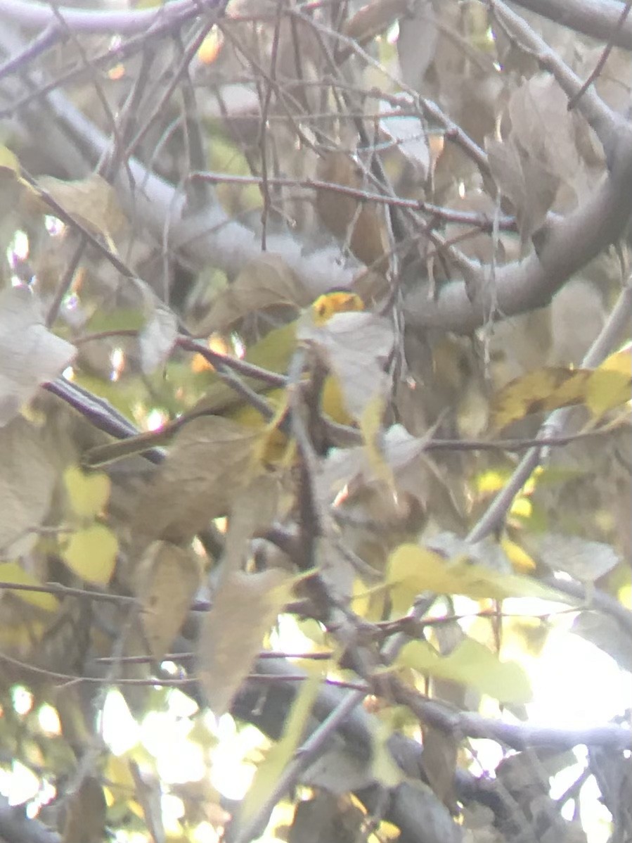 Wilson's Warbler (chryseola) - ML516324491