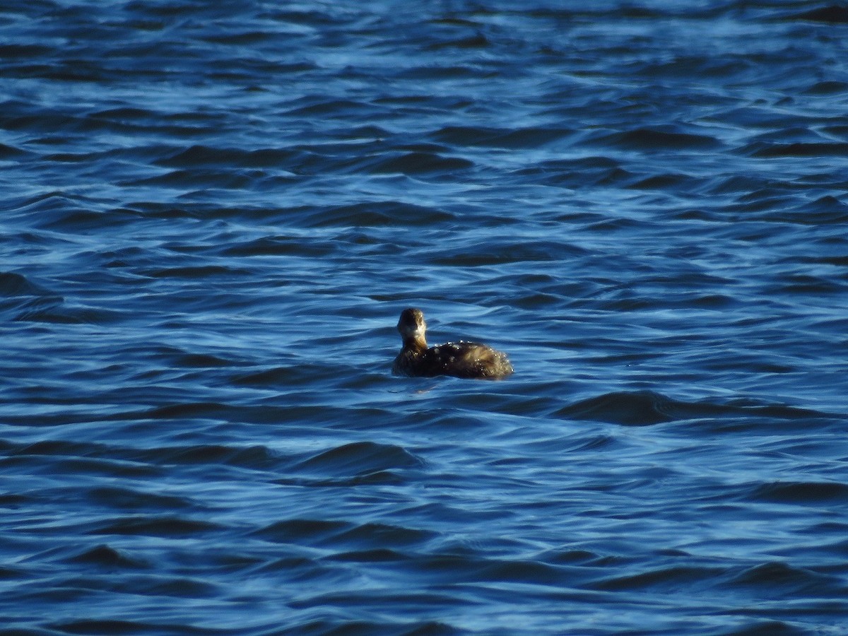 Pied-billed Grebe - ML516325111