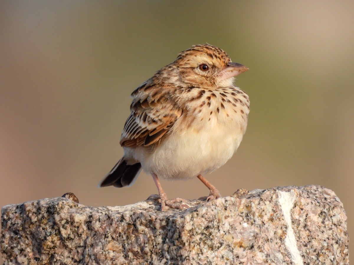 Indian Bushlark - ML516325631