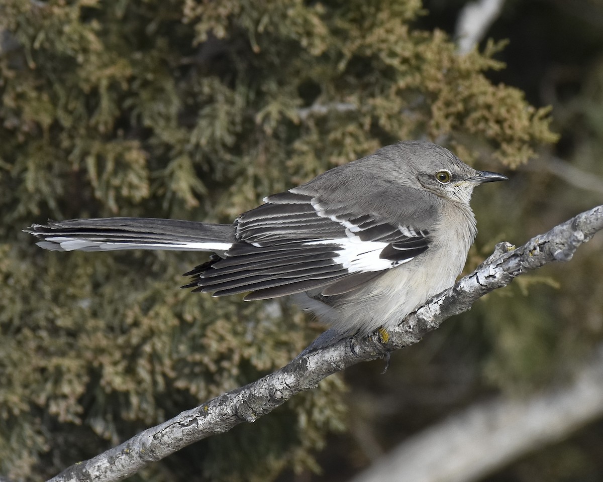 Northern Mockingbird - ML516325641