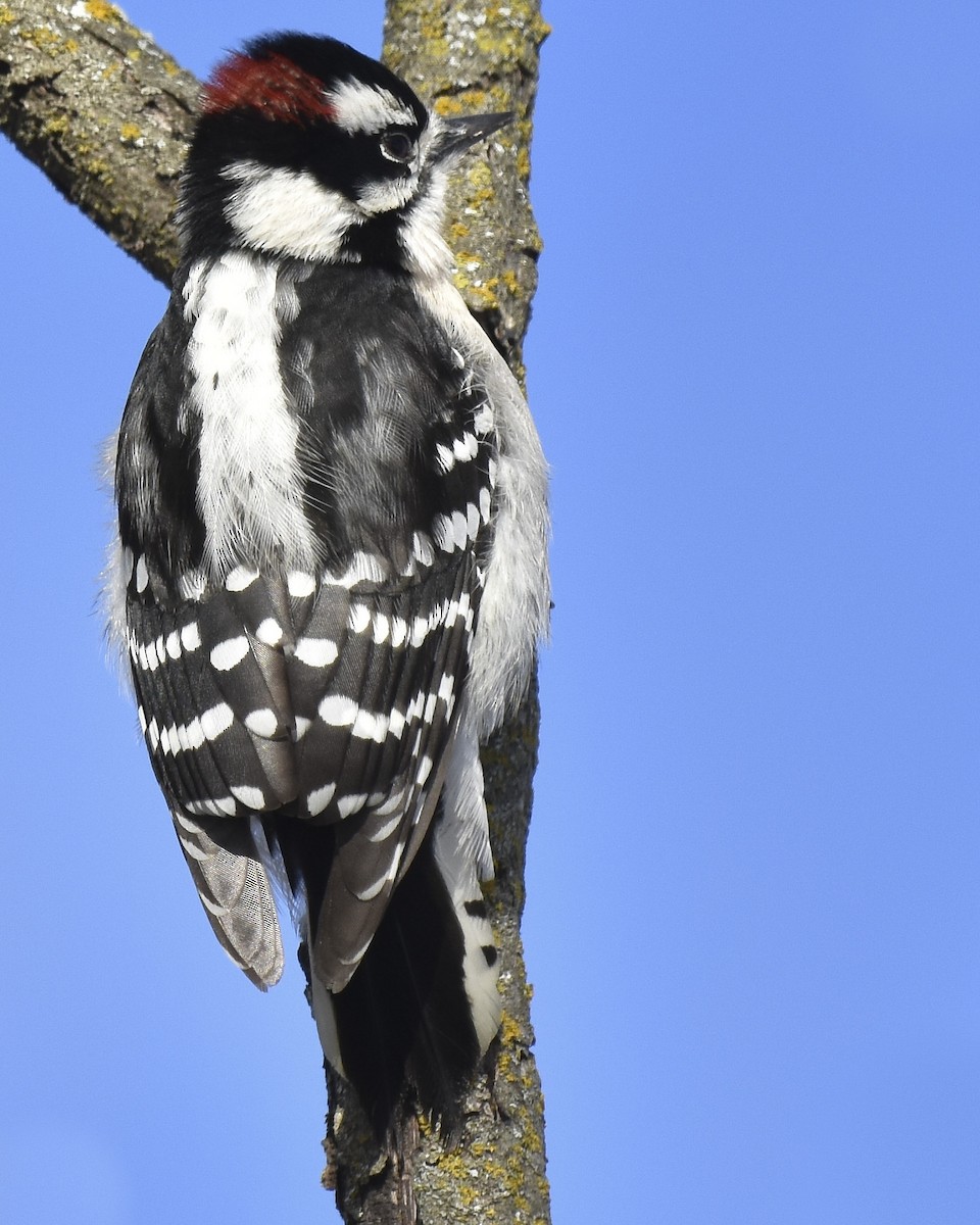 Downy Woodpecker - ML516325661