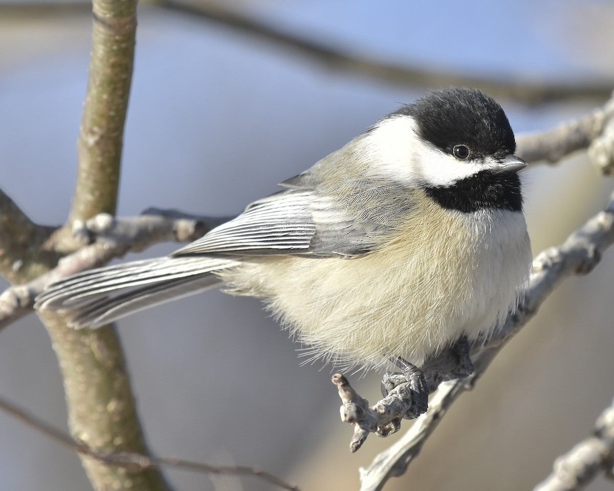 Black-capped Chickadee - ML516325711