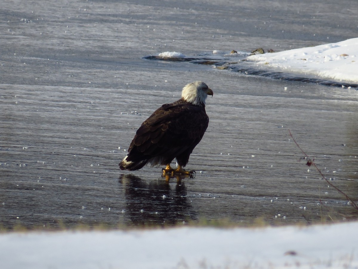 Weißkopf-Seeadler - ML516325851