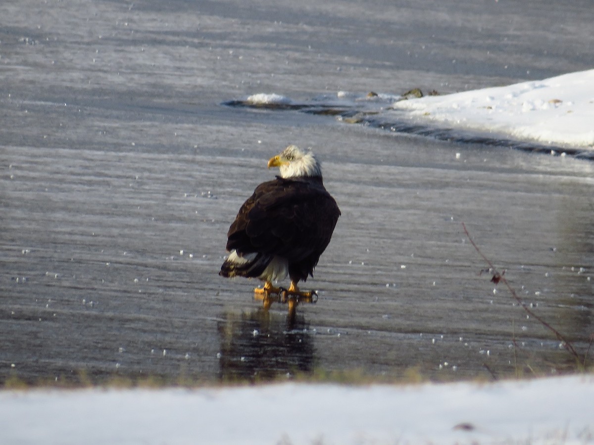 Weißkopf-Seeadler - ML516325861