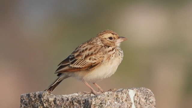 Indian Bushlark - ML516326641