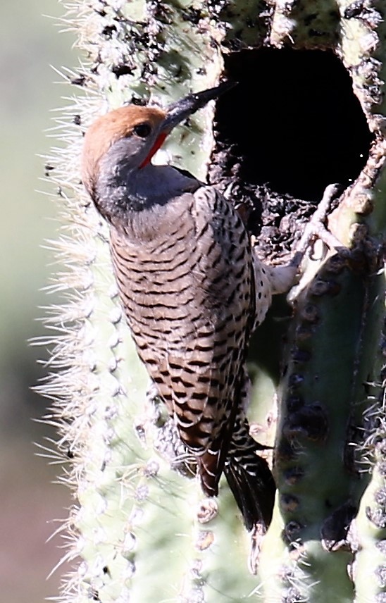 Gilded Flicker - ML51632721