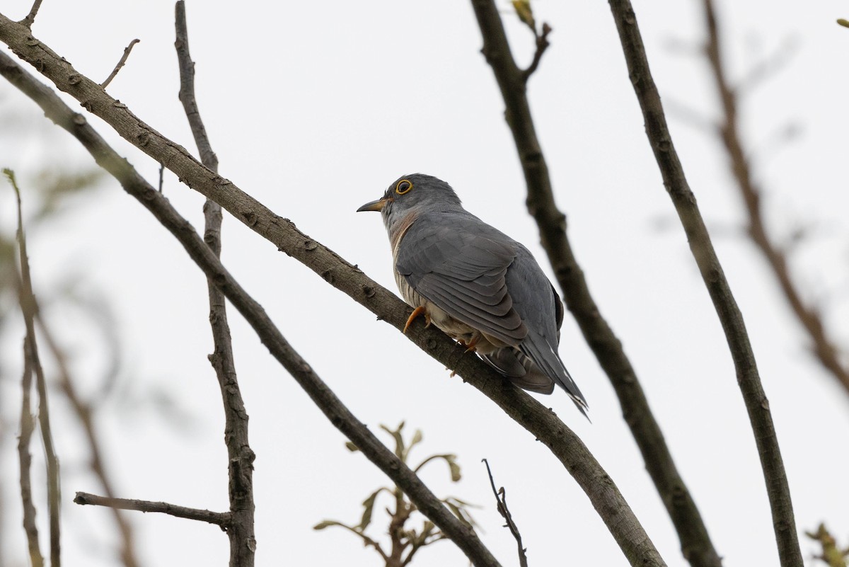 Red-chested Cuckoo - ML516327291