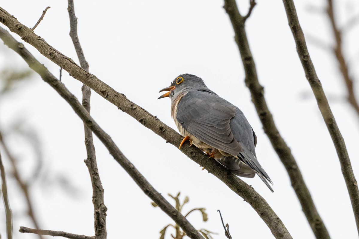 Red-chested Cuckoo - ML516327301