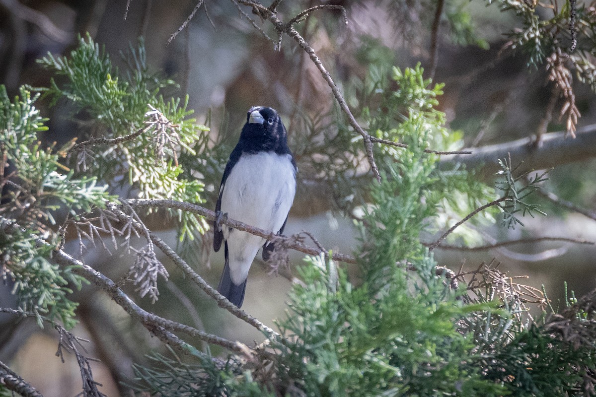 Black-and-white Seedeater - Susan Brickner-Wren