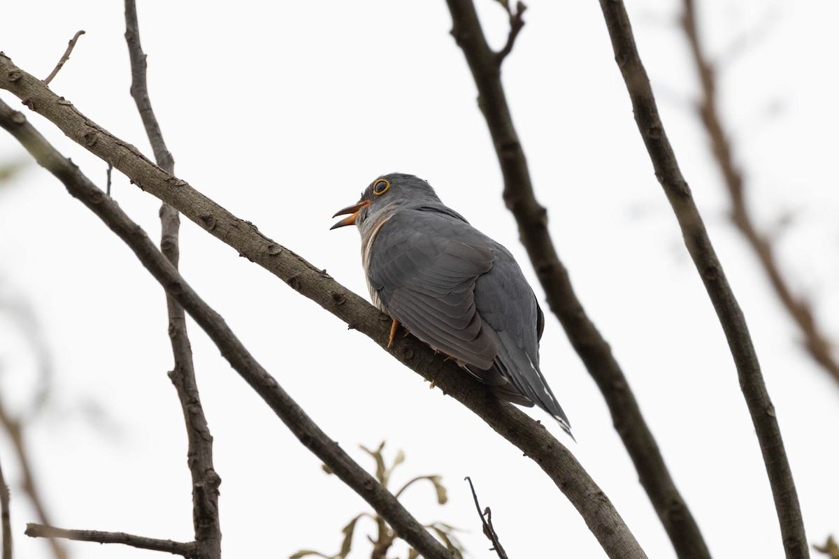 Red-chested Cuckoo - Eric Gustafson