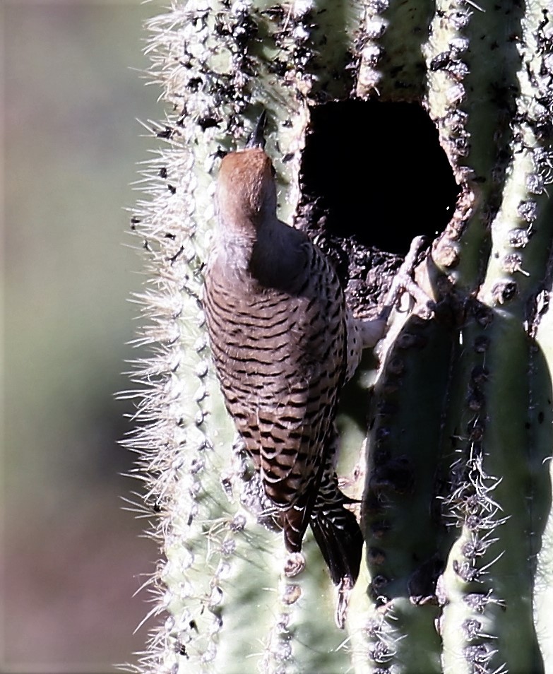 Gilded Flicker - ML51632741